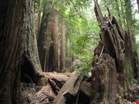 Muir Woods