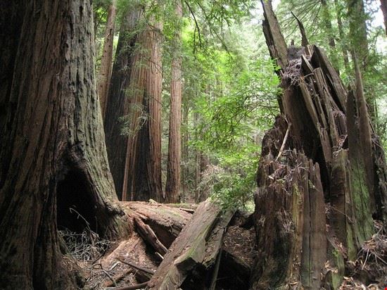 Muir Woods - Muir Woods - ©mastermaq - ©mastermaq - CC BY-SA 2.0