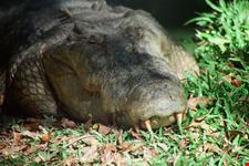 coccodrillo perth