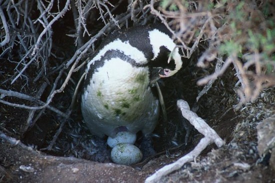 Pinguino
