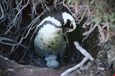 Pinguino