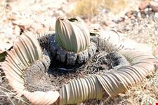 Pianta