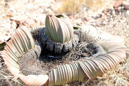  la Welwitschia è una bella pianta endemica della Namibia  