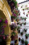 Vicolo dei fiori
