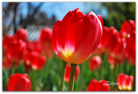 tulipani