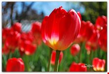 tulipani