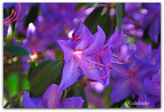 rododendri