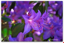 rododendri