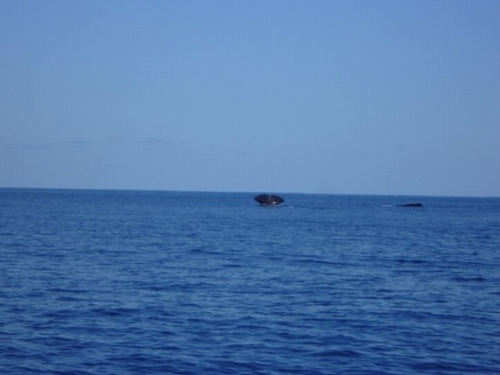 Isola di Pico