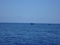 Isola di Pico