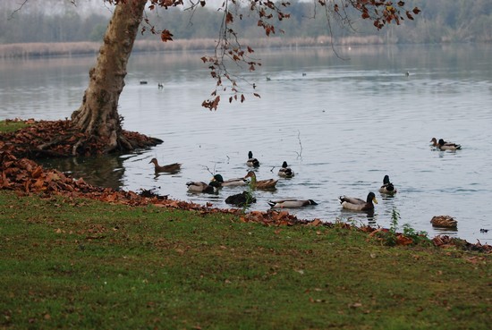 Lago di Candia (TO)