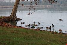 Lago di Candia (TO)