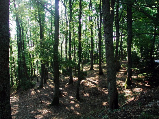 Il bosco Difesa