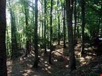 Il bosco Difesa