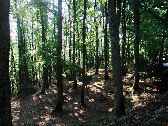  Un'immagine del polmone del paese. Il bosco che è attrezzato anche per picnic. A pochi chilometri dal centro abitato  