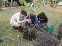 kampala plant trees