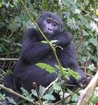 kampala gorillas