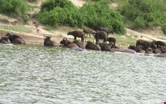 kampala wildlife