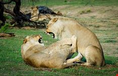 kampala game drives
