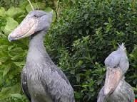 kampala birding
