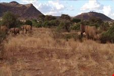 I più bei parchi naturali del Kenya e la leggendaria etnia Masai.
