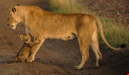 Masai Mara