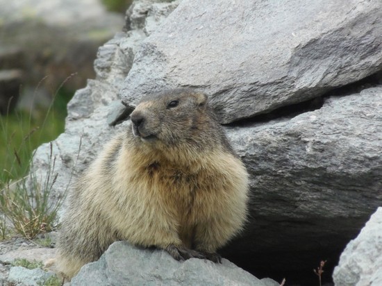 Marmotta