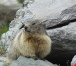Marmotta Marmotta