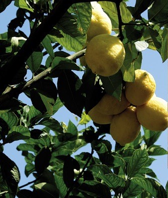 Limoni della Riviera Ligure