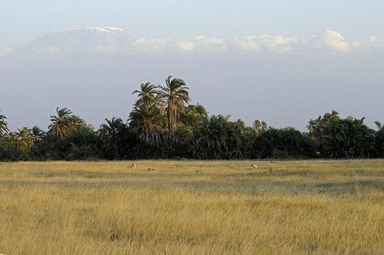 Kilimanjaro
