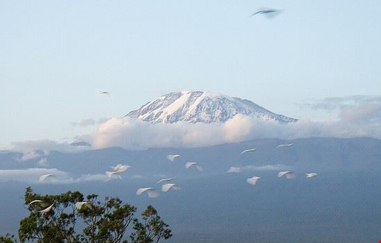 Kilimanjaro