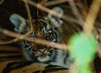 Kanha National Park