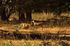 Kanha National Park