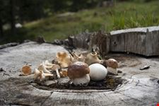 Funghi