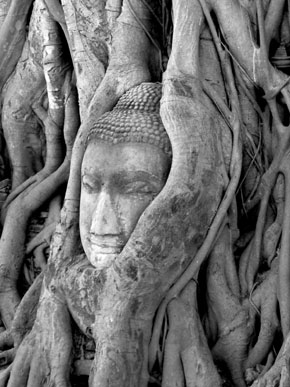 Volto di Buddha