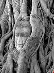 Volto di Buddha