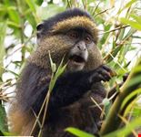 monkeys kampala