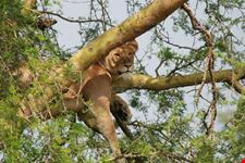 climbing lions kampala