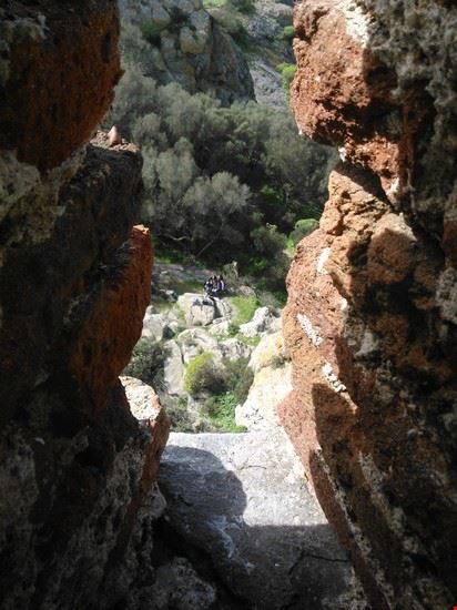  Siliqua  