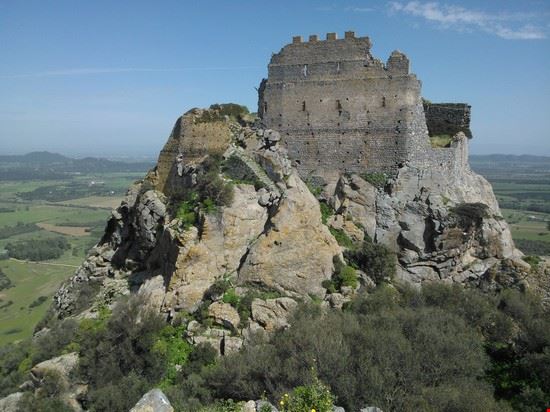  Siliqua  