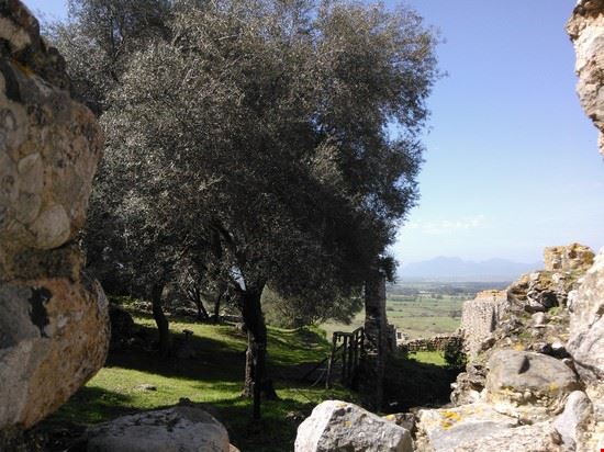 Siliqua  