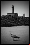 Faro
