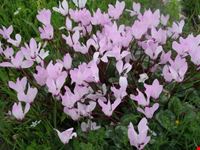 paphos cyclamen