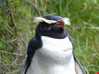 Pinguino