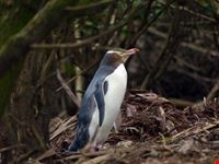Pinguino