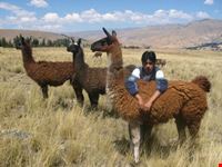 peru llama trek huaraz
