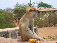 Scimmia africana