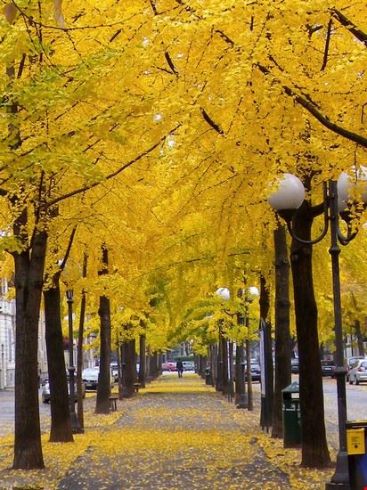  Autunno  