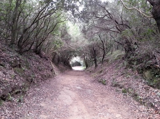 Passeggiate nei Parchi.