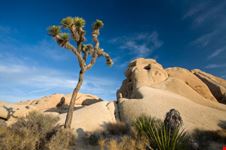 Deserto del Yoshua Tree National Park